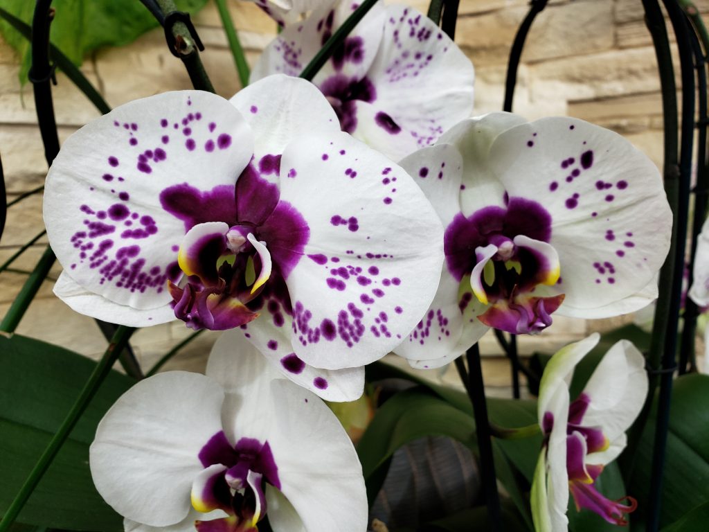 Les orchidées de Marie Danède