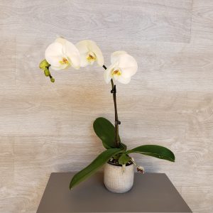 Orchidée Phalaenopsis Marie Danède