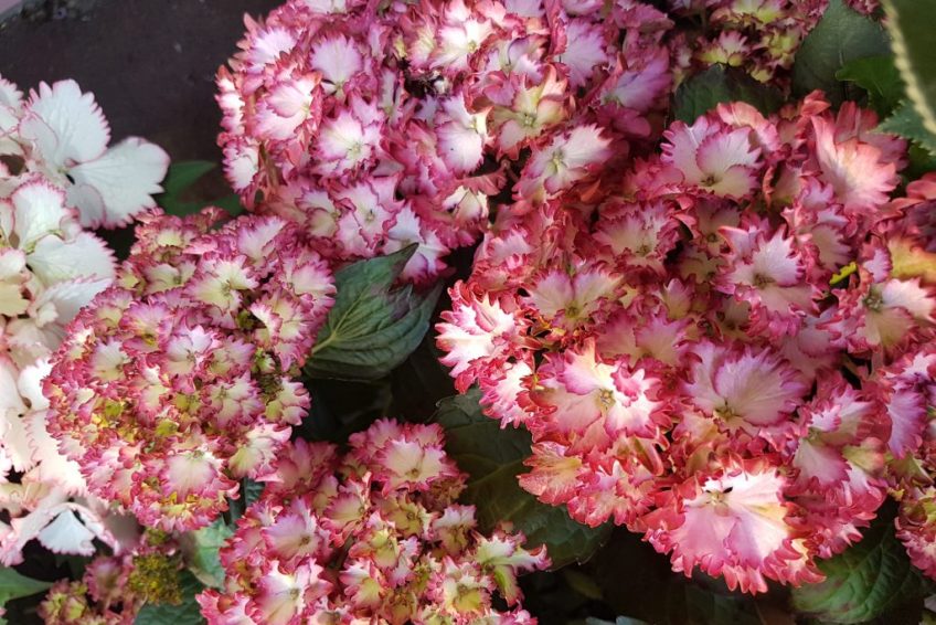 Hortensias en pot