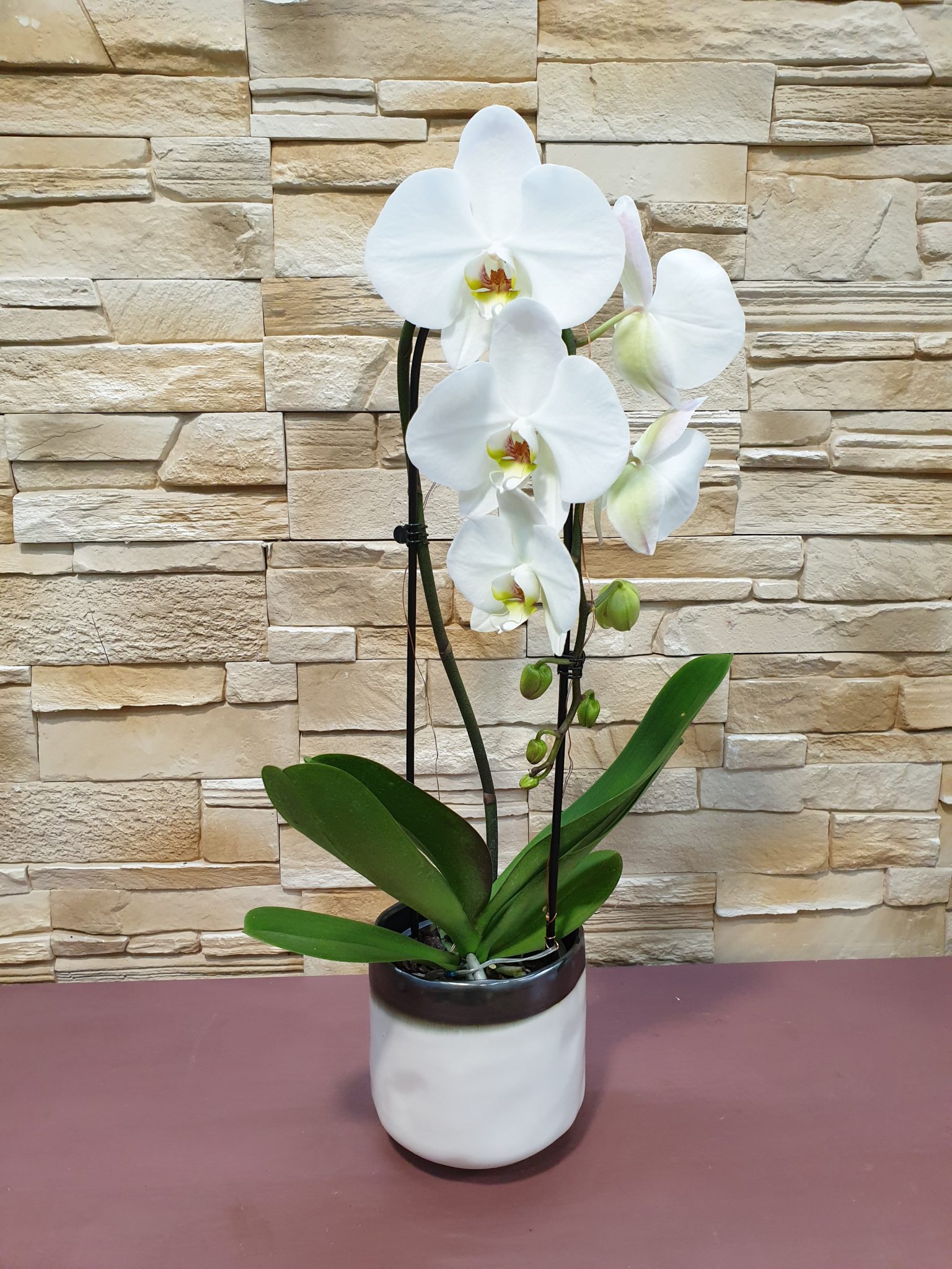 Orchidée Phalaenopsis et son pot - Marie Danède Artisan fleuriste