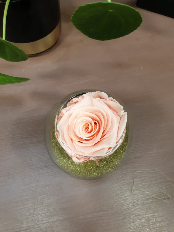 Rose éternelle et sa bulle de verre V2 Marie Danède Art Floral et Curiosités3