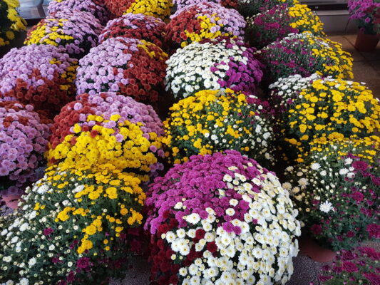 Les Chrysanthèmes de Marie Danède 20171022_102344