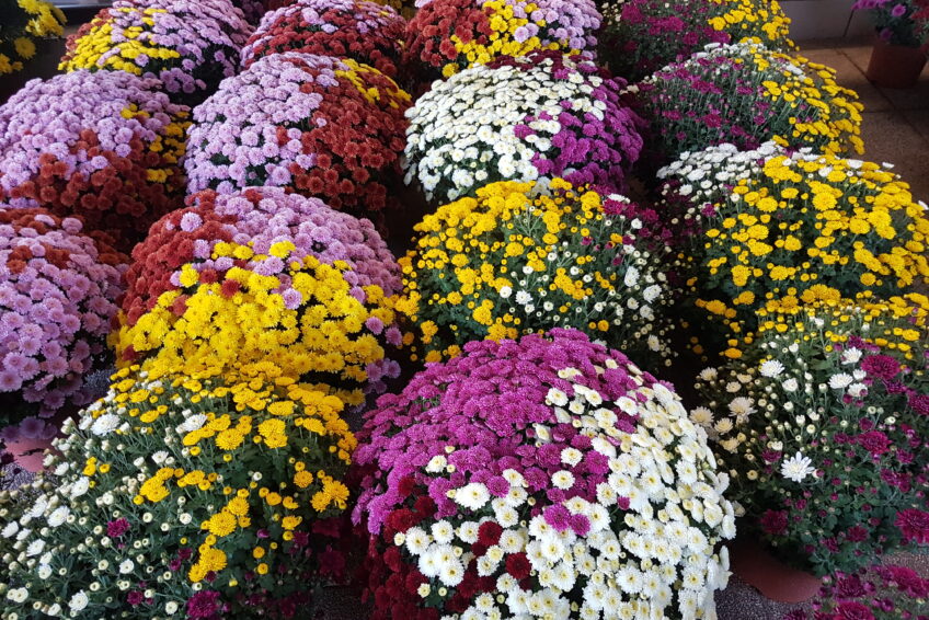 Les Chrysanthèmes de Marie Danède 20171022_102344