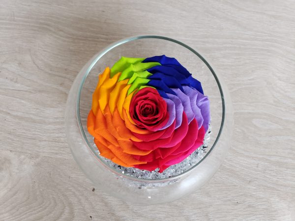 Rose éternelle arlequin Marie Danède 1