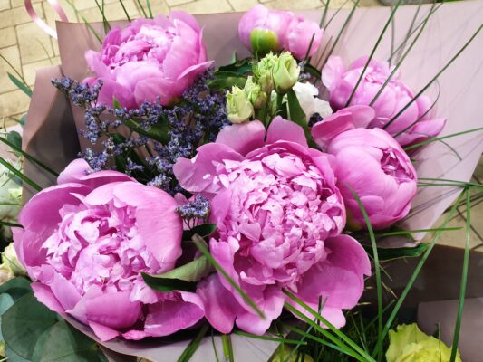 Nos belles pivoines françaises Marie Danède 1