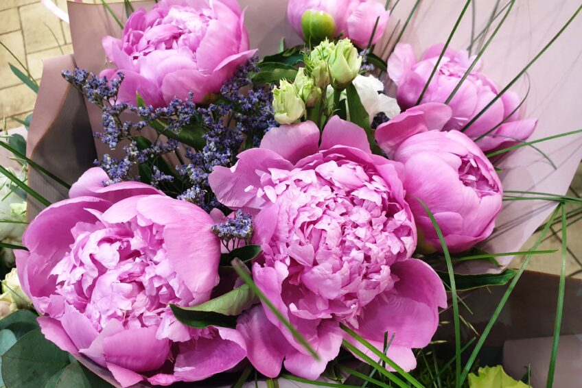 Nos belles pivoines françaises Marie Danède 1