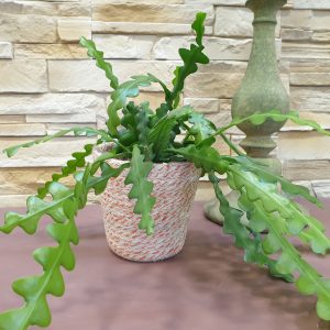 Rhipsalis : un cactus sans pines