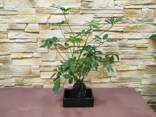 Bonsaï sur sa pierre de lave Marie Danède Art Floral et Curiosités2