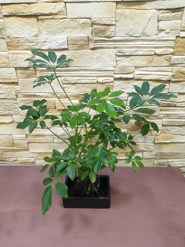 Bonsaï sur sa pierre de lave Marie Danède Art Floral et Curiosités3